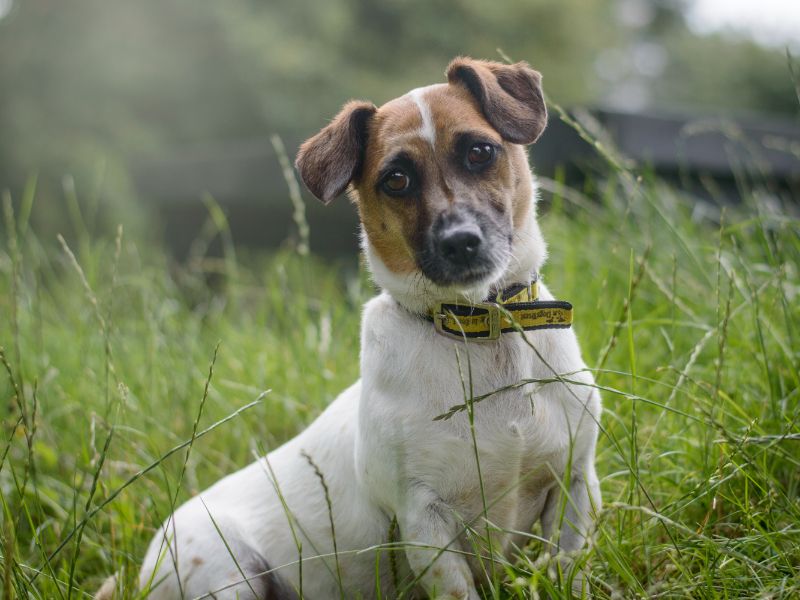 Jack Russells for sale in Kenilworth, Warks