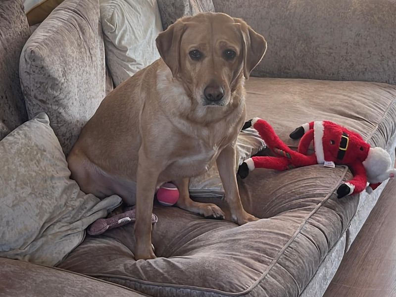 Loki | Retriever (Labrador) | Newbury (Berkshire) - 1