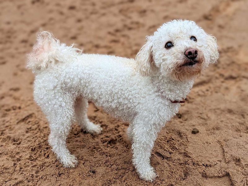 Dogs trust bichon sales frise