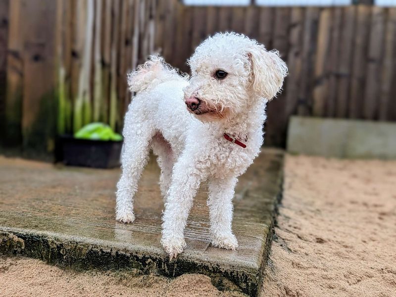 Dogs trust bichon sales frise