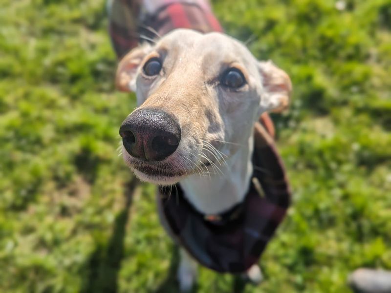 Adopt a Lurcher Rescue Dog | Angel | Dogs Trust