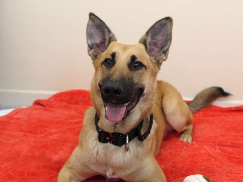 Max | Belgian Shepherd Dog (Malinois) | Darlington - 1