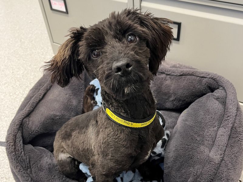 Lhasa apso for store adoption near me