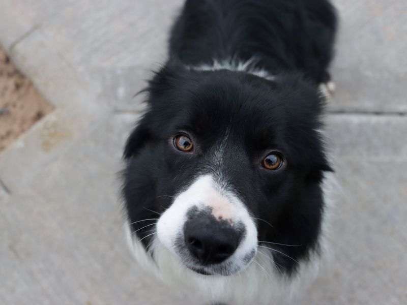 Adopt a best sale collie near me