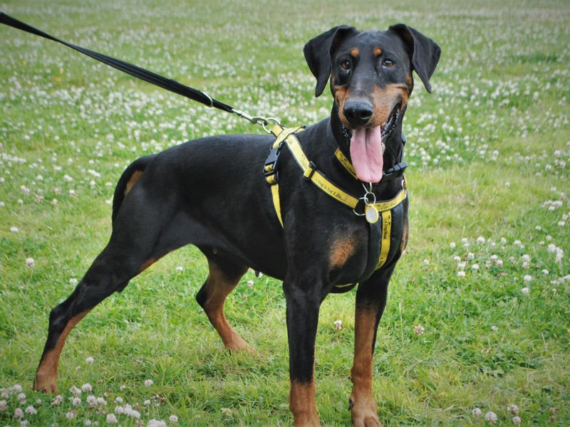 DeeDee | Dobermann | Newbury (Berkshire) - 1