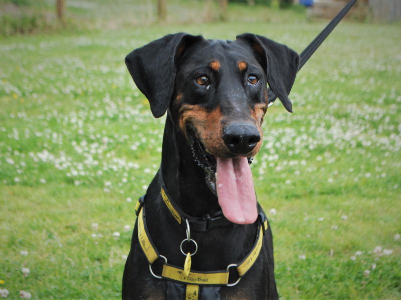 Dobermans for sale in Newbury, Berks