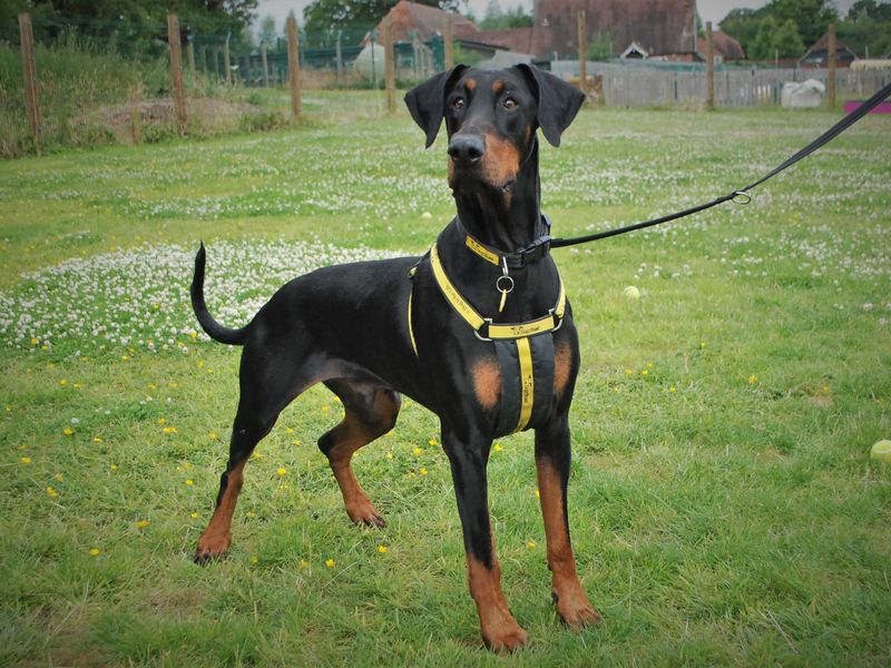 Dobermans for sale in Newbury, Berks