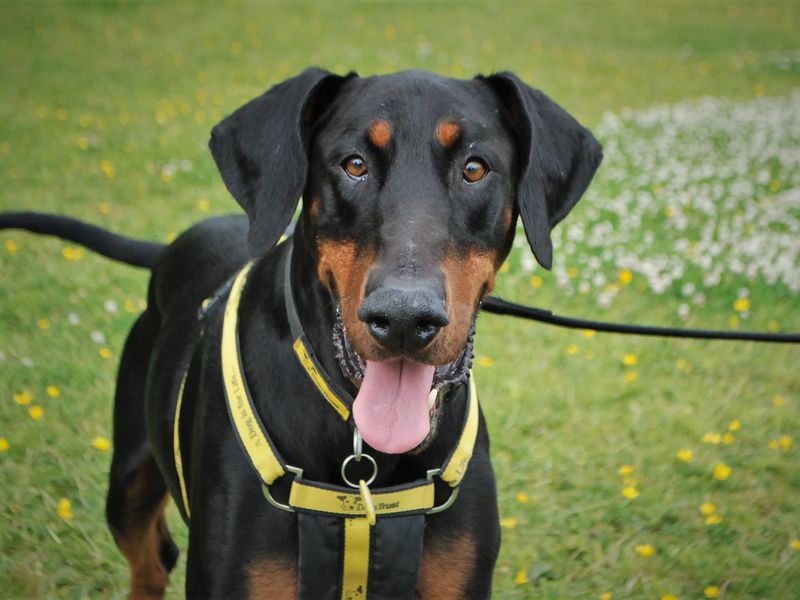 Doberman Puppies for sale in Berks