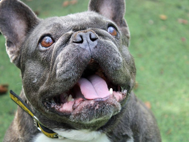 Fran | French Bulldog | Merseyside (Liverpool) - 1