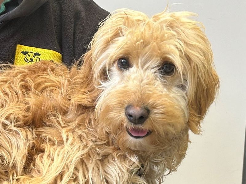 Cockapoo dogs 2024 for adoption