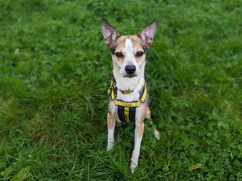 Molly for sale in Mid Glamorgan, Wales - Image 3