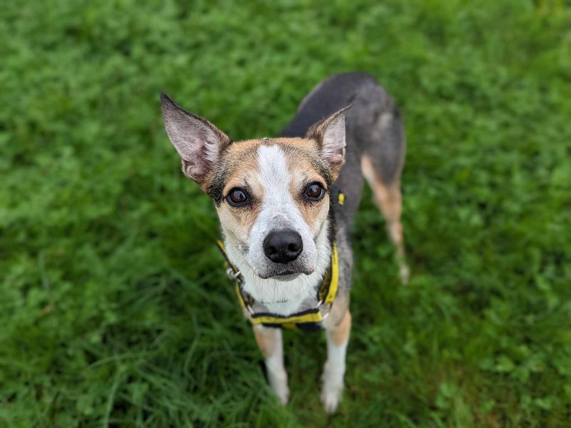 Molly | Collie (Border) Cross | Bridgend (Wales) - 1