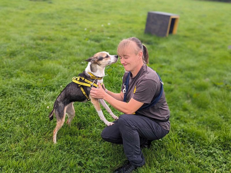 Molly for sale in Mid Glamorgan, Wales