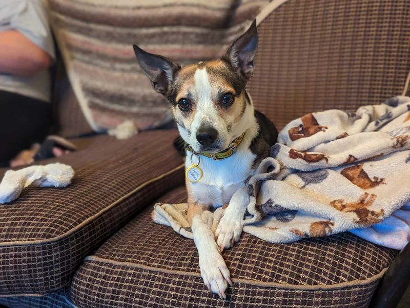 Molly | Collie (Border) Cross | Bridgend (Wales) - 1