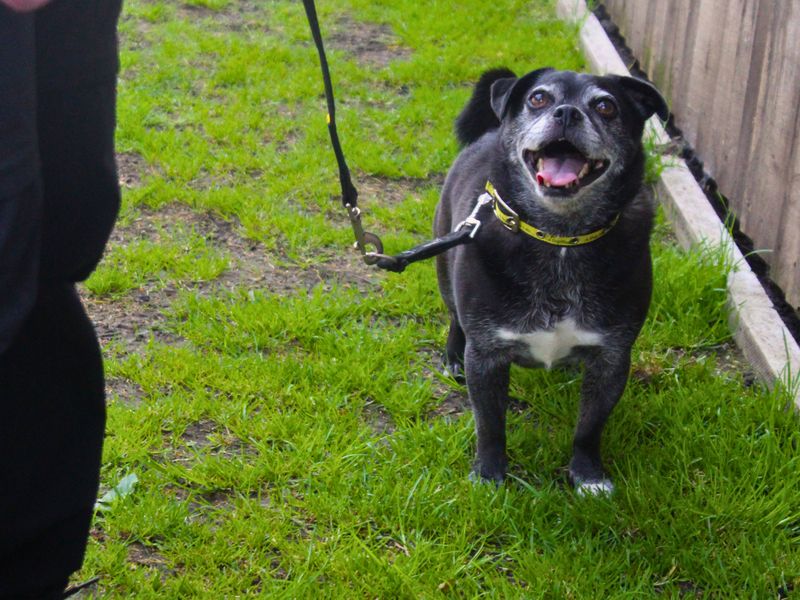 Rocco | Pug Cross | Manchester - 1