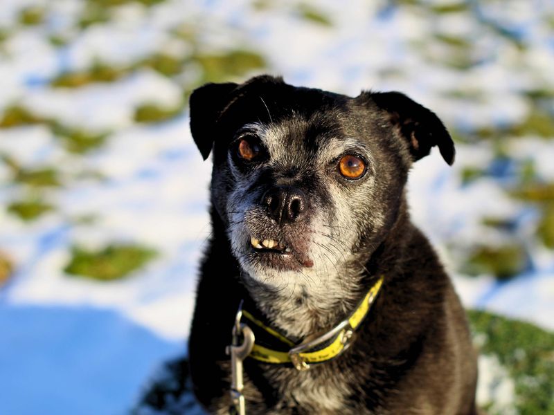 Rocco | Pug Cross | Manchester - 1