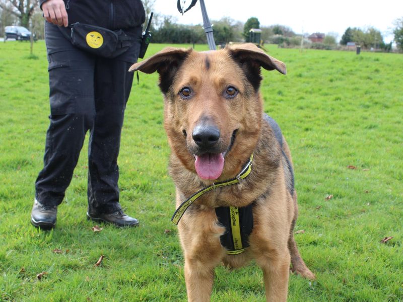 Maximilian for sale in Telford, Shropshire