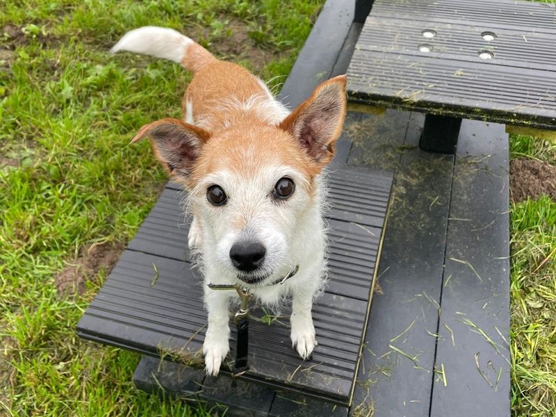 Jack Russell Puppies for sale in Shropshire