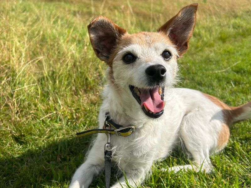 Poppy for sale in Telford, Shropshire