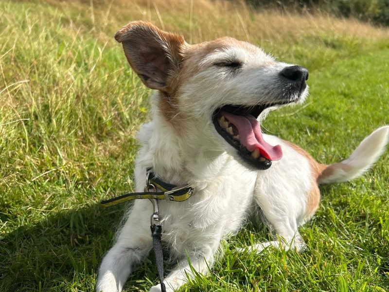 Jack Russells for sale in Telford, Shropshire