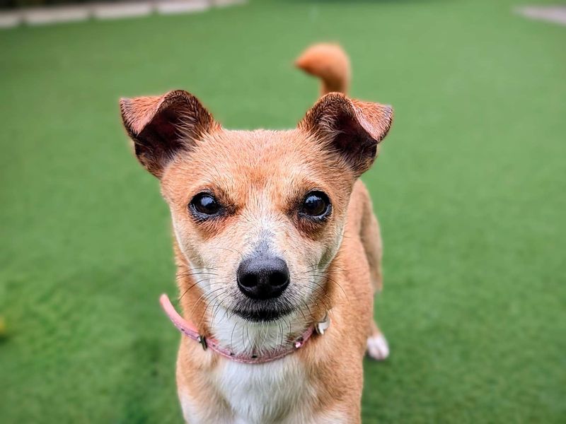 Chihuahua Puppies for sale in Glamorgan