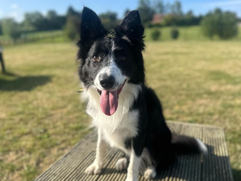 Percy | Collie (Border) | Evesham (Worcestershire) - 1