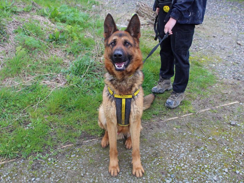 Rocky for sale in Wickford, Essex - Image 6