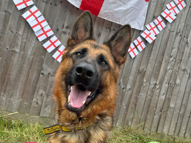 Rocky for sale in Wickford, Essex - Image 5