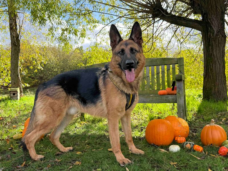 Rocky | German Shepherd Dog | Basildon (Essex) - 1