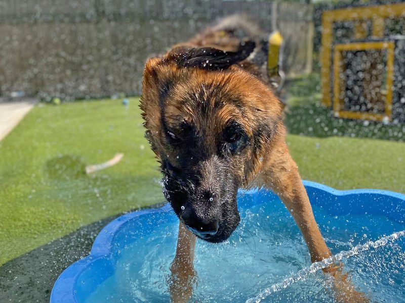 Rocky | German Shepherd Dog | Basildon (Essex) - 1