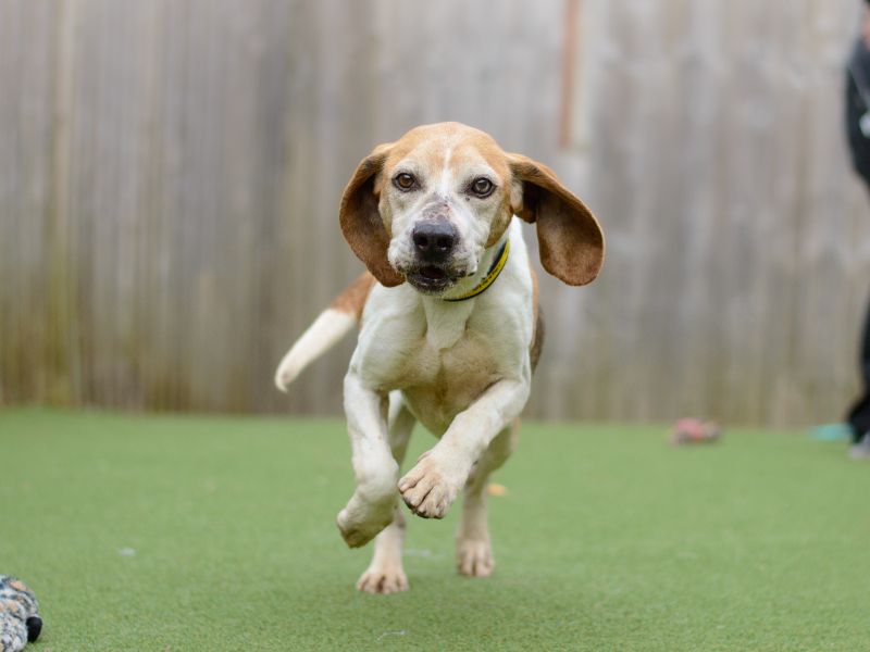 Beagle Puppies for sale in Warks