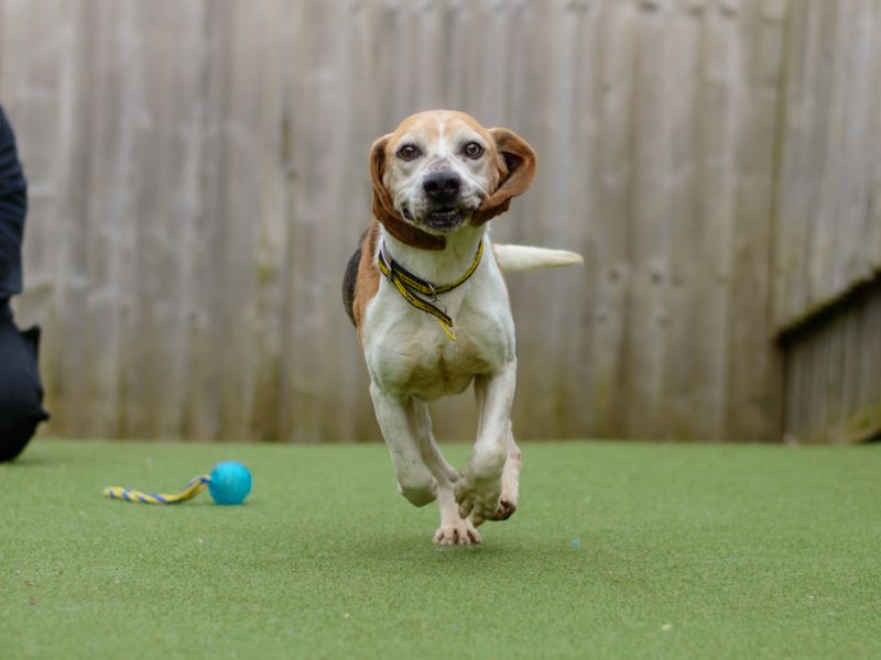 Beagle Puppies for sale