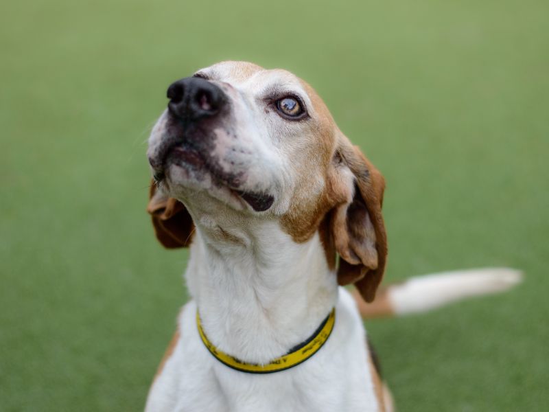 Maurice | Beagle | Kenilworth (West Midlands) - 1