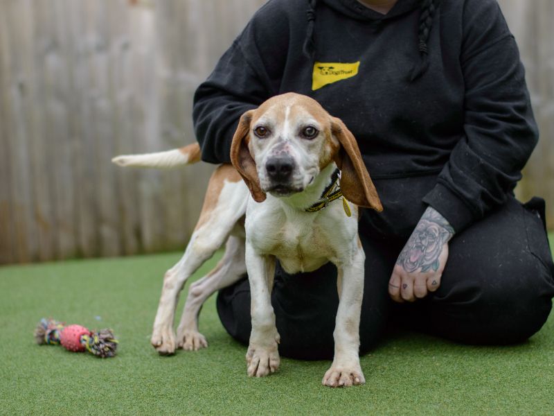 Beagles for sale in Kenilworth, Warks