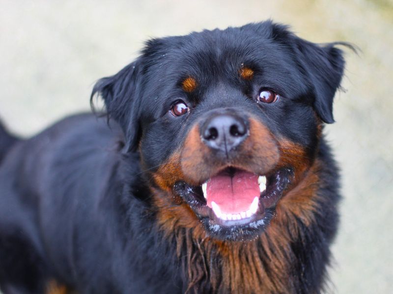 Freddie | Rottweiler | Manchester - 1