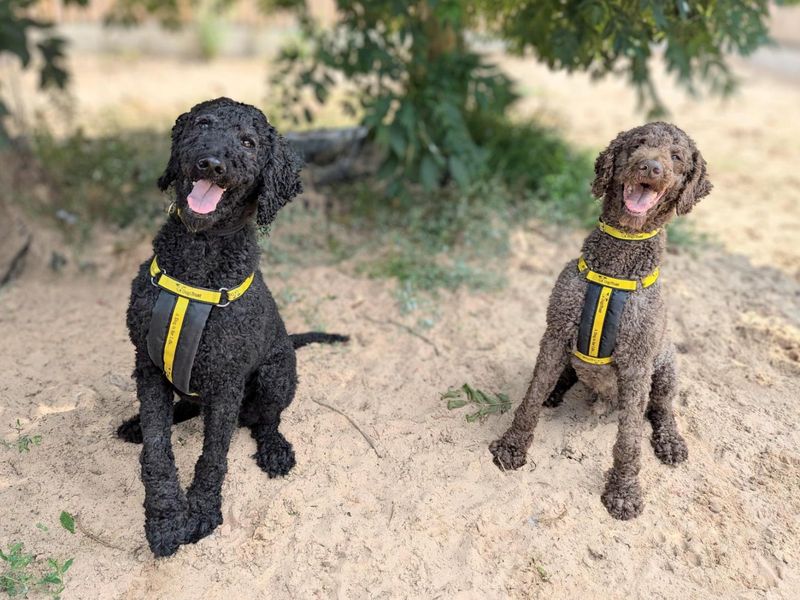 Poodle Puppies for sale in Leicestershire