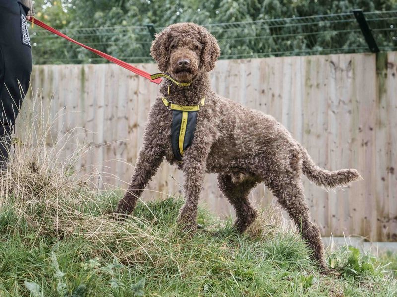 Otis | Poodle (Standard) | Loughborough - 1