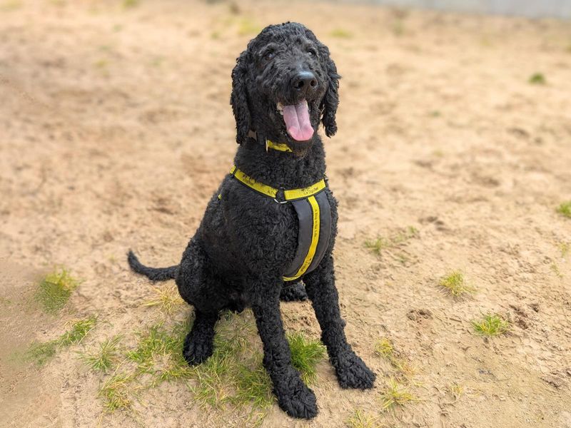 Poodle Puppies for sale in Leicestershire