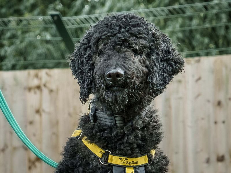 Hercules | Poodle (Standard) | Loughborough - 1