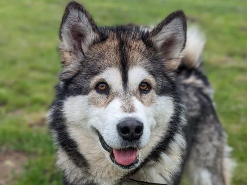 Nala for sale in Telford, Shropshire