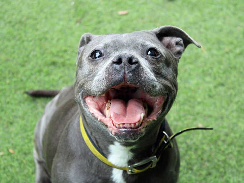 Luna | Terrier (Staffordshire Bull) | Merseyside (Liverpool) - 1