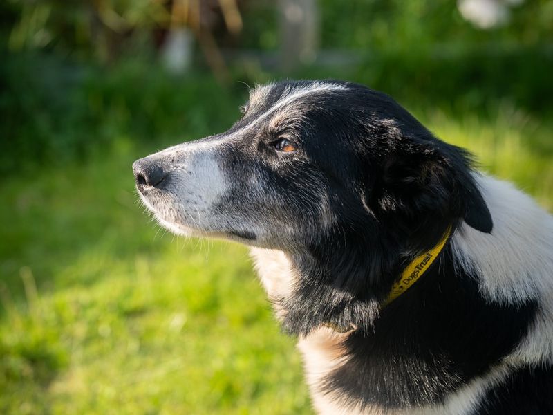 Dan for sale in Snetterton, Norfolk - Image 1