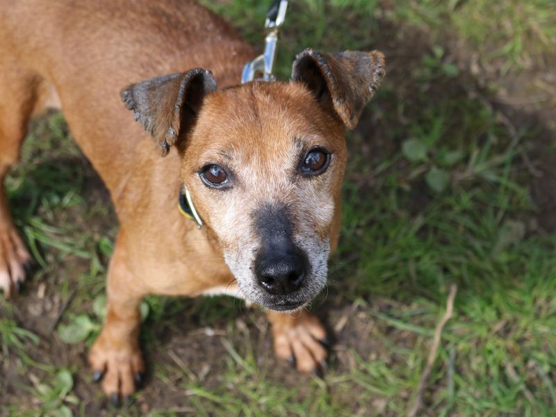 Jack Russells for sale in Glasgow, Scotland