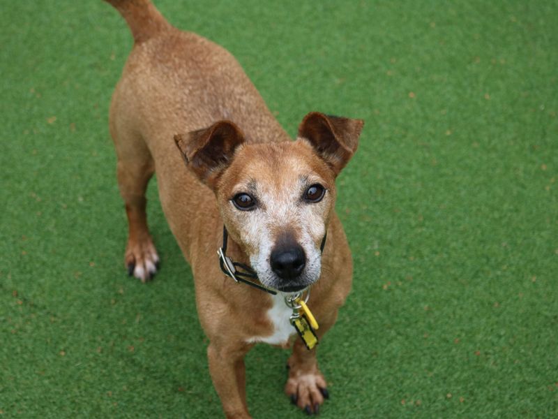 Patsy | Terrier (Jack Russell) | Glasgow - 1