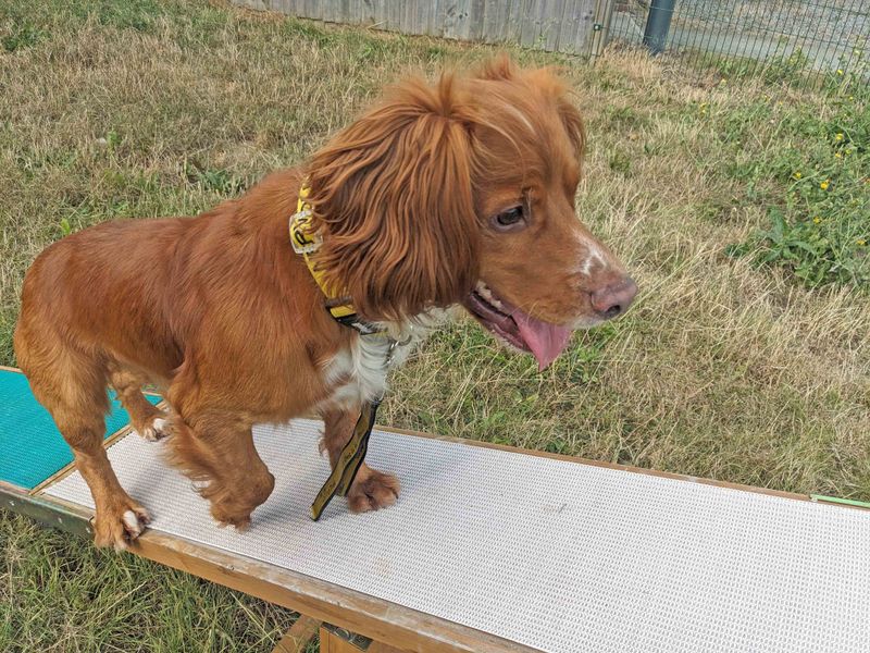 Teddy | Spaniel (Field) | Basildon (Essex) - 1