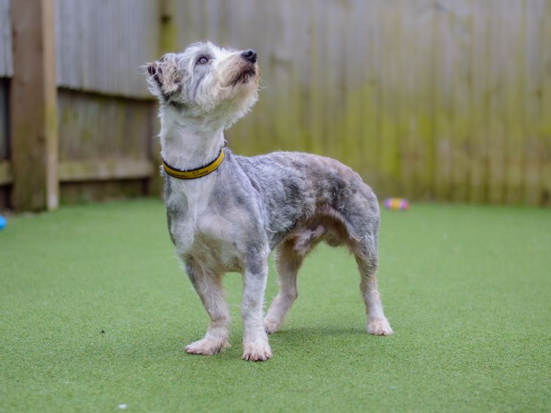 Jack Russell Puppies for sale in Warks