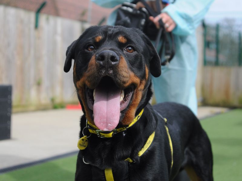 Ezra | Rottweiler | Canterbury - 1