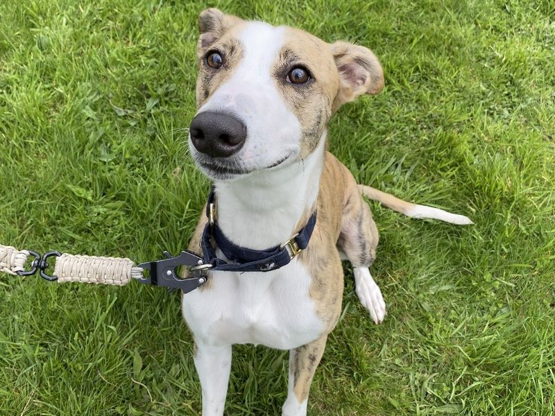 Logan Longlegs | Lurcher | West Calder (Edinburgh) - 1