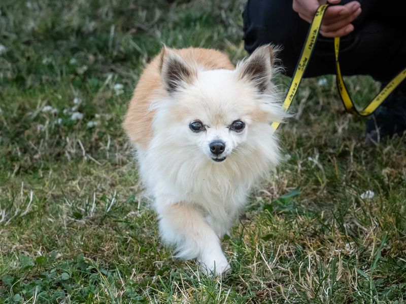 Chihuahuas for sale in Wymeswold, Leicestershire