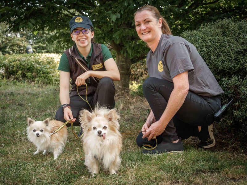 Chihuahua Puppies for sale in Leicestershire